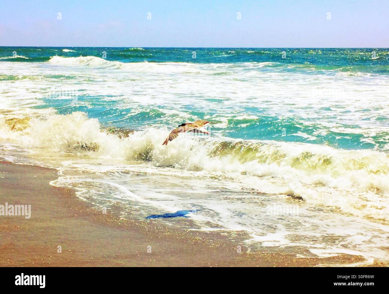 Seagull chased by own shadow as it gracefully soars updrafts and ocean generated breezes, on a sunny California beach in June. - Smartphone Captured Stock Image