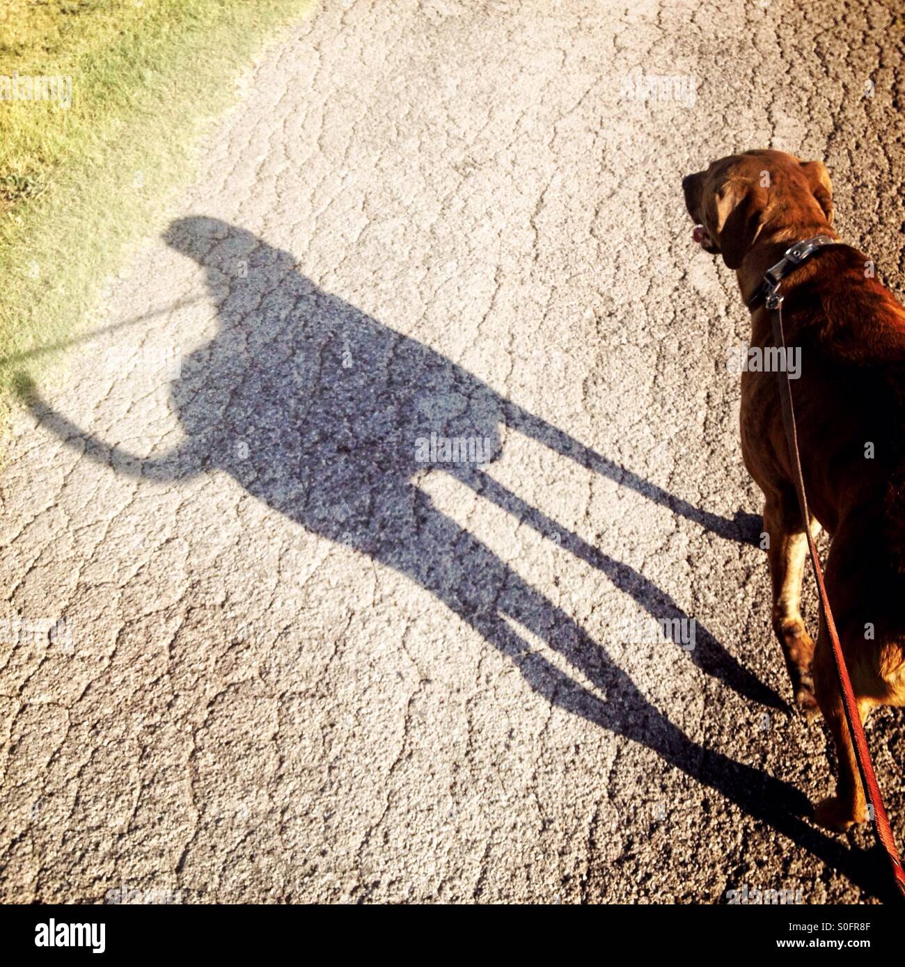 Dog and late afternoon shadow Stock Photo Alamy