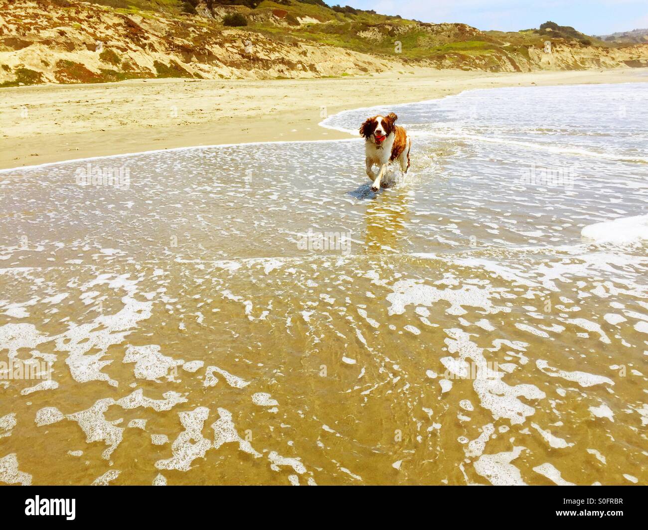 English Springer Spaniel tears up the beach, running to return retrieved ball from the shore break on a sunny California beach in June. San  Francisco, California, USA. - Smartphone Captured Stock Image