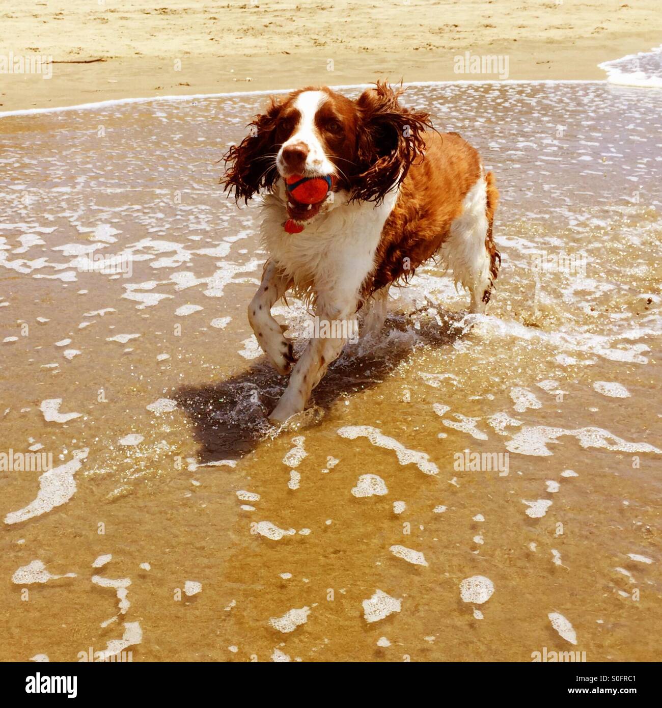 Wet happy English Springer Spaniel trots up proudly to present retrieved ball to awaiting owner on a sunny California beach in June. - Smartphone Captured Stock Image
