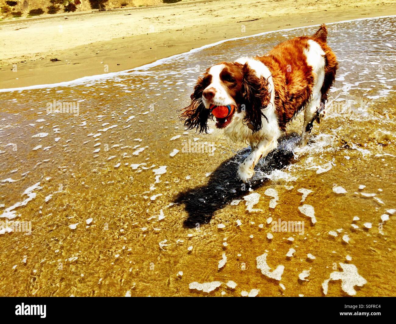English Springer Spaniel having successfully retrieved ball from the shore break, proudly delivers it to awaiting owner on beach. - Smartphone Captured Stock Image