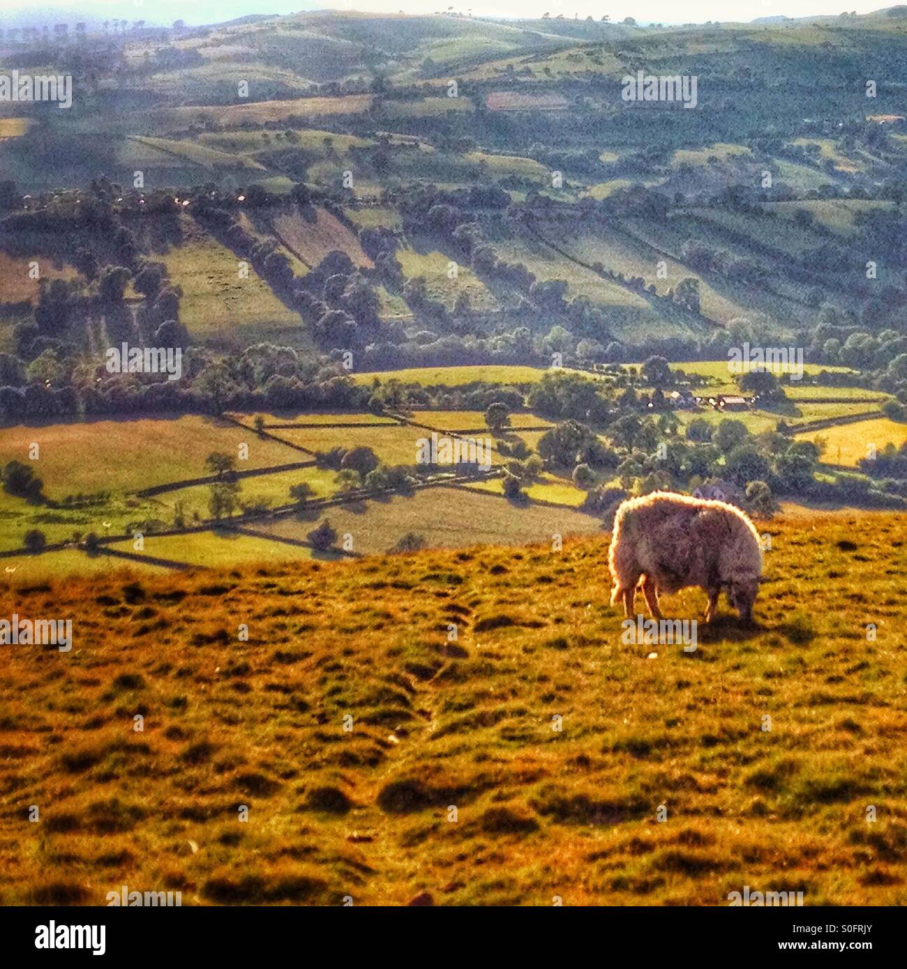 A sheep grazing on the Long Mynd in Shropshire UK. - Smartphone Captured Stock Image
