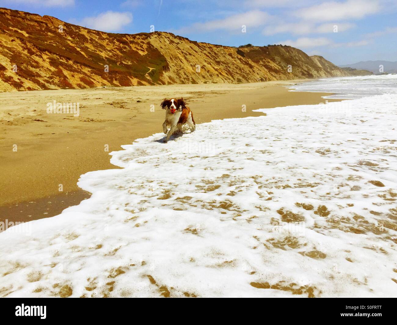 Ecstatic English Springer Spaniel galloping through the shore break with her ball on a sunny California beach in Summer. - Smartphone Captured Stock Image