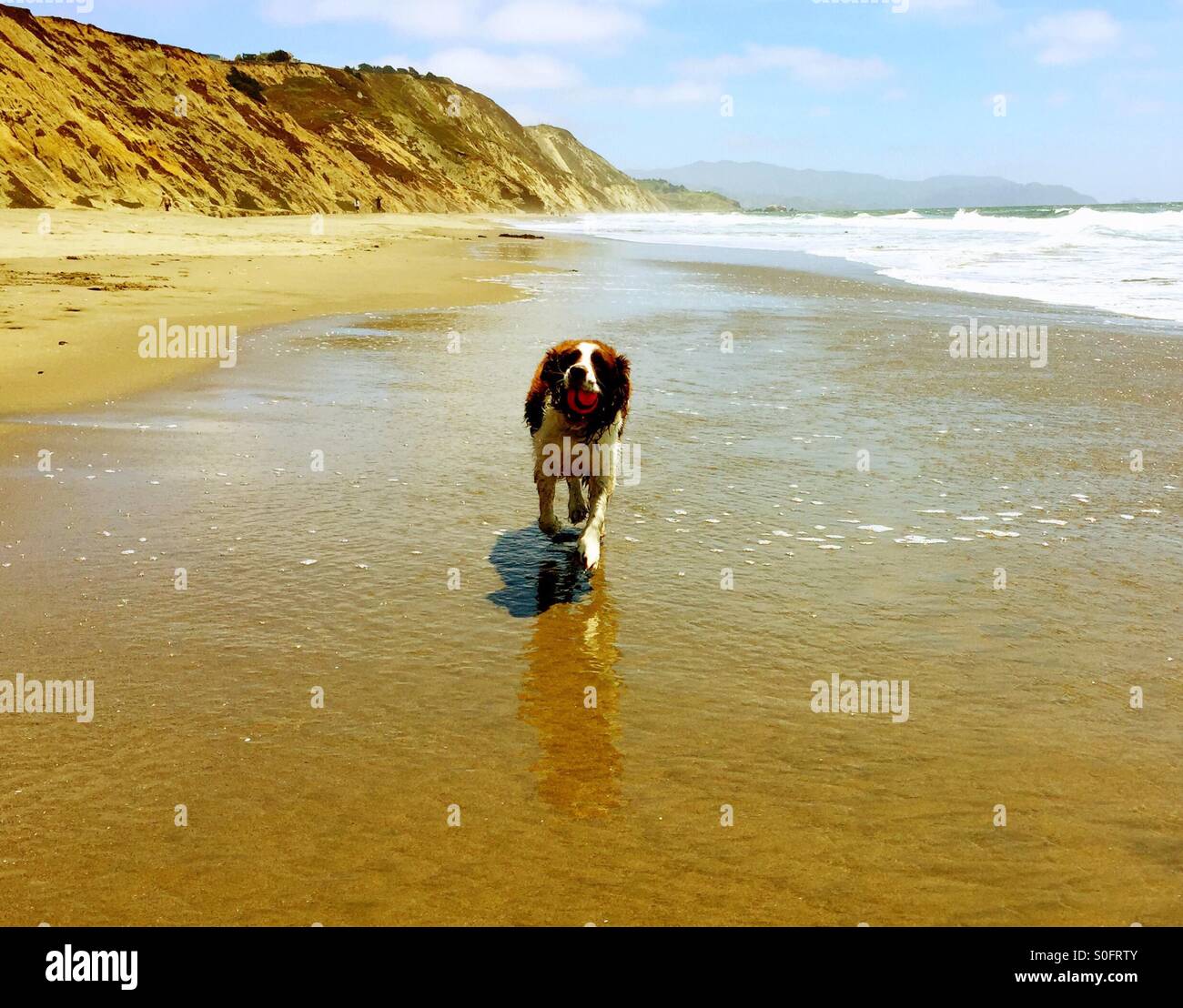English Springer Spaniel proudly retrieves ball from the shore break on a wide expanse of sun kissed California beach in Summer. - Smartphone Captured Stock Image