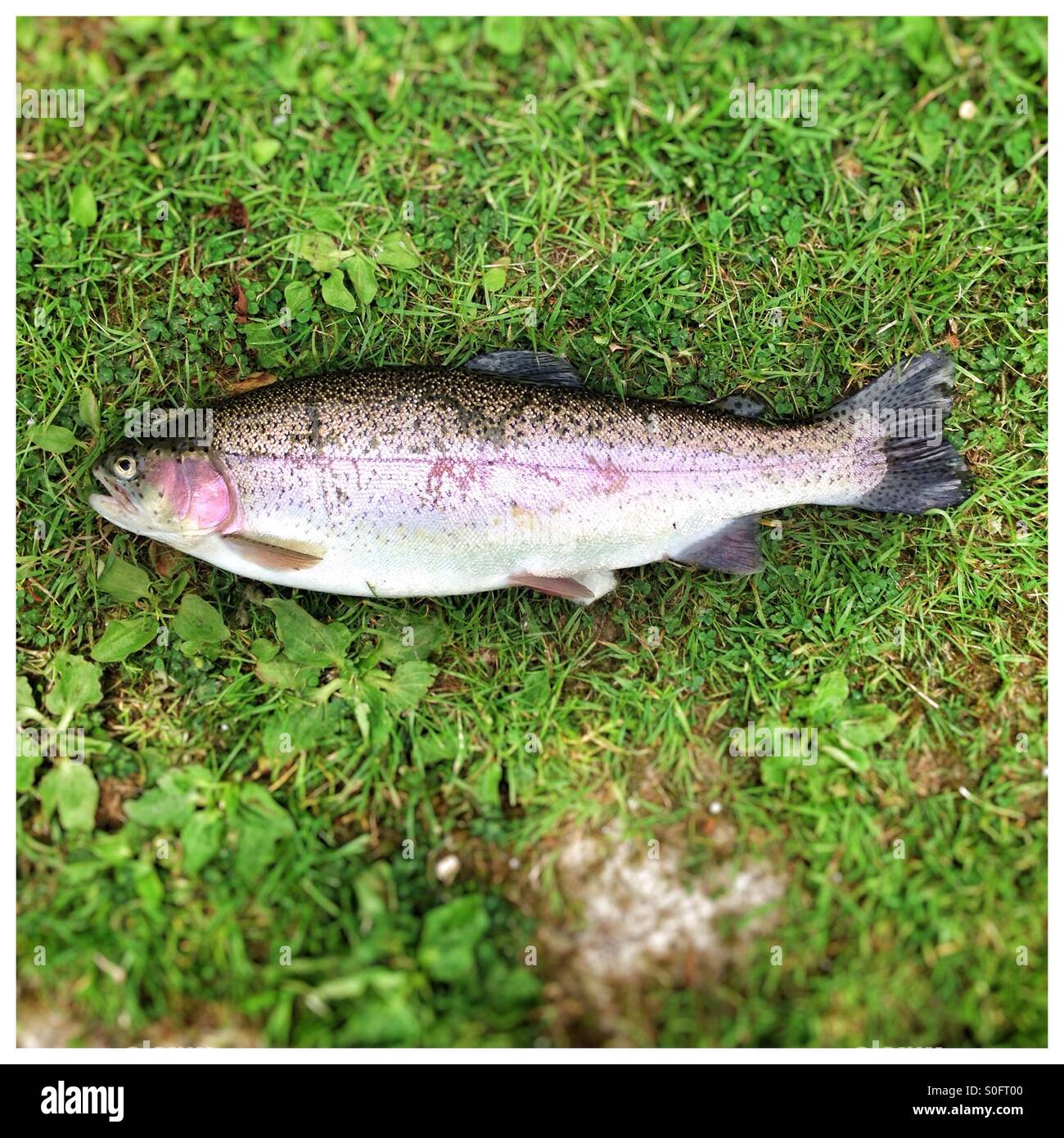 Freshly caught rainbow trout fish (2lb10oz) Hampshire, England, United Kingdom. - Smartphone Captured Stock Image