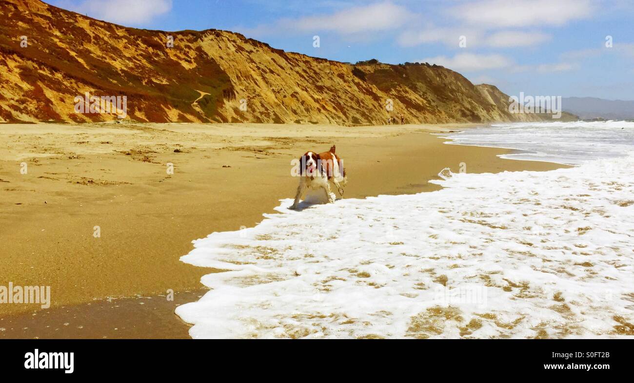 Happy English Springer Spaniel running through shore break with ball in a Summer sun kissed California beach panorama. - Smartphone Captured Stock Image