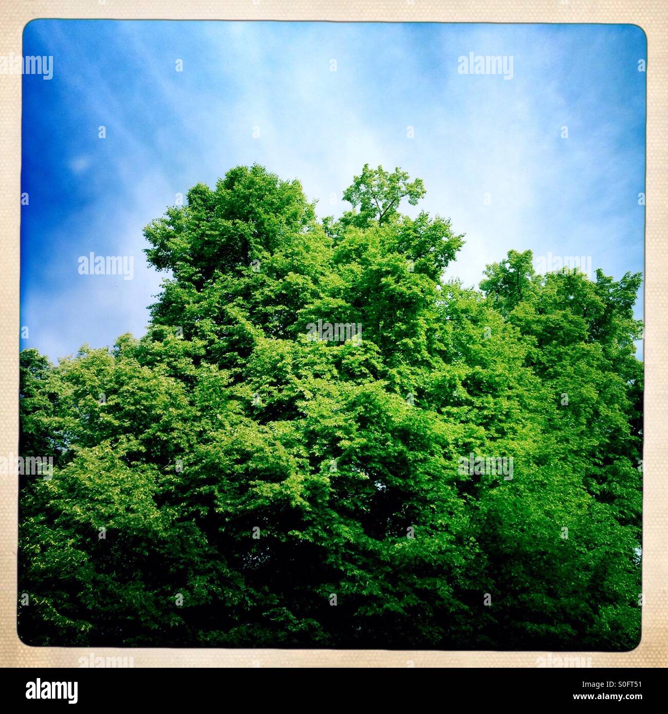 Tree top - Smartphone Captured Stock Image