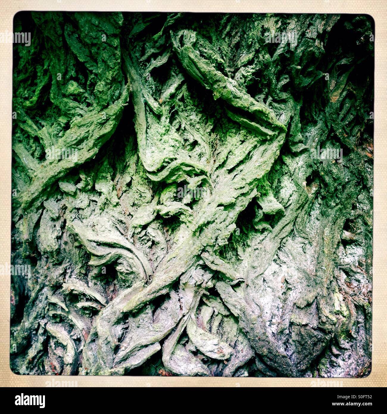 Tree bark - Smartphone Captured Stock Image