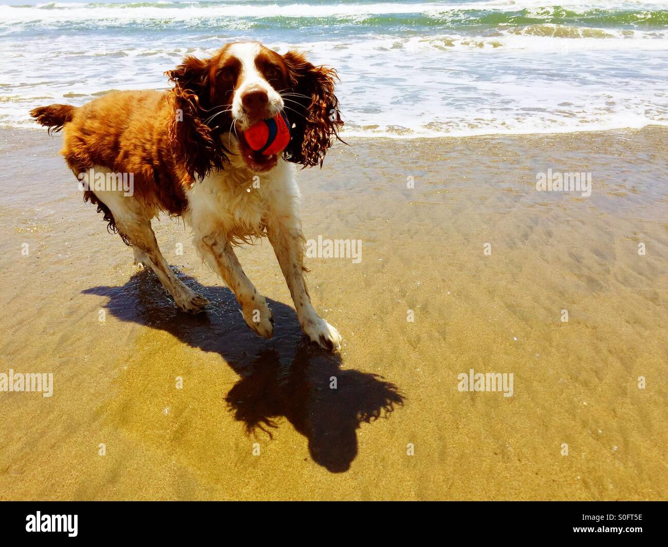 Rounding the next wave at a sun kissed California beach, English Springer Spaniel returns ball successfully to awaiting owner. - Smartphone Captured Stock Image