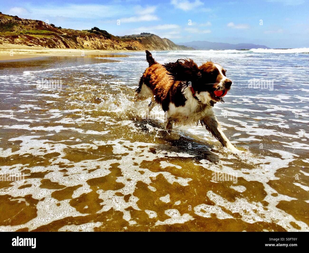 Flying across the shore break in a splash of water and fur, English Springer Spaniel purposefully retrieves ball from the waves. - Smartphone Captured Stock Image