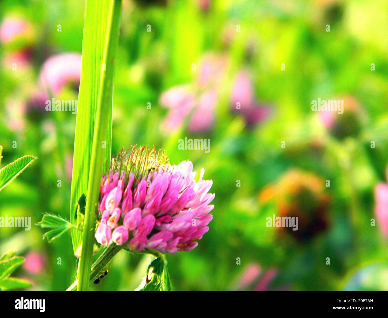 Flowers in these weeds Stock Photo Alamy
