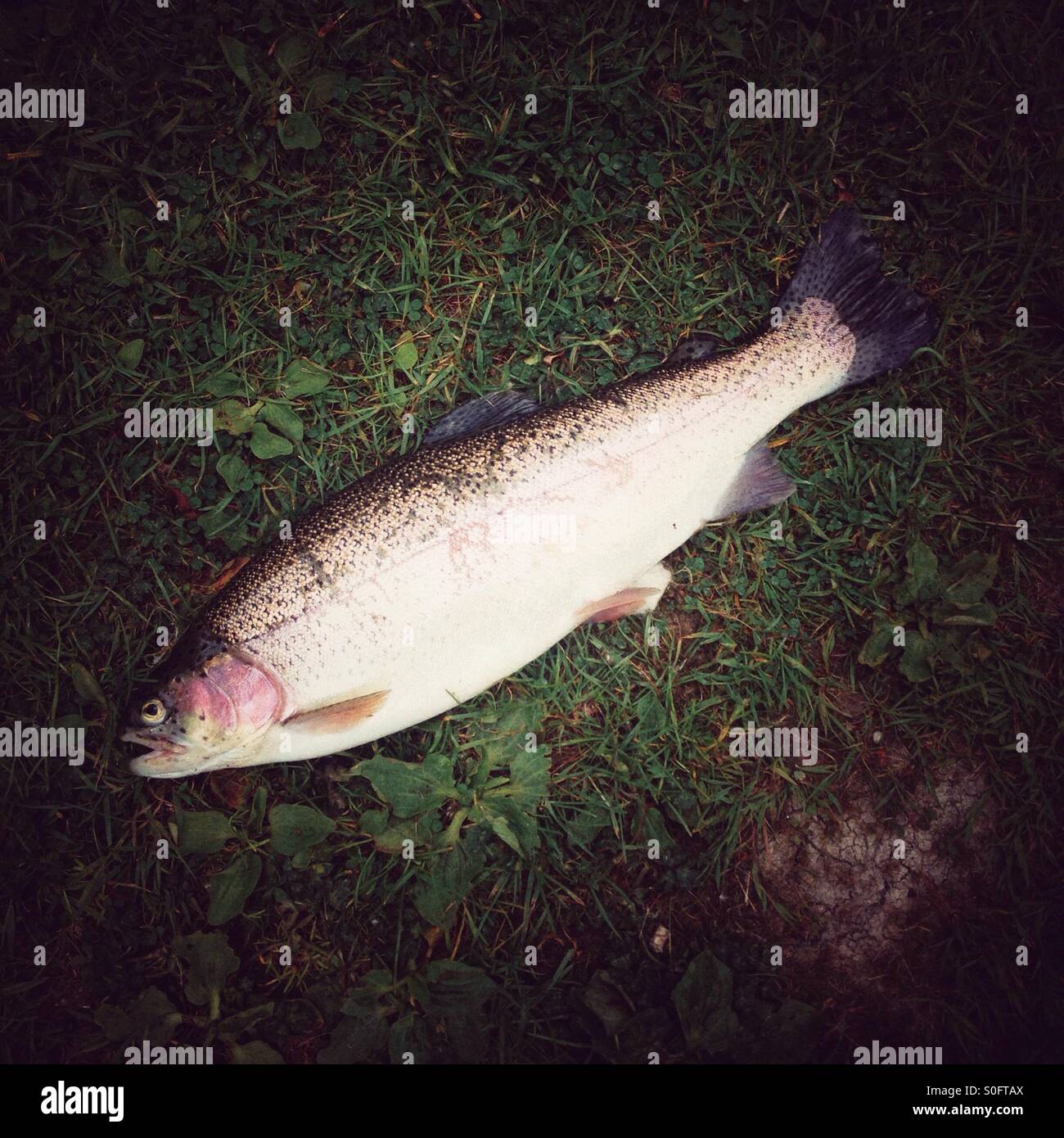 Freshly caught rainbow trout fish on the grass bank - Smartphone Captured Stock Image