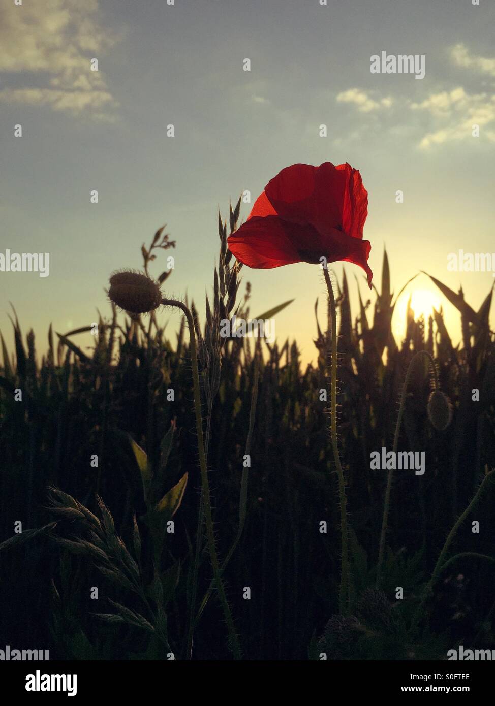 Poppy in a field in the evening sun Stock Photo