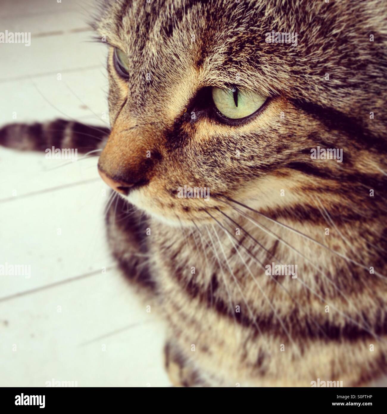 Tabby cat. - Smartphone Captured Stock Image