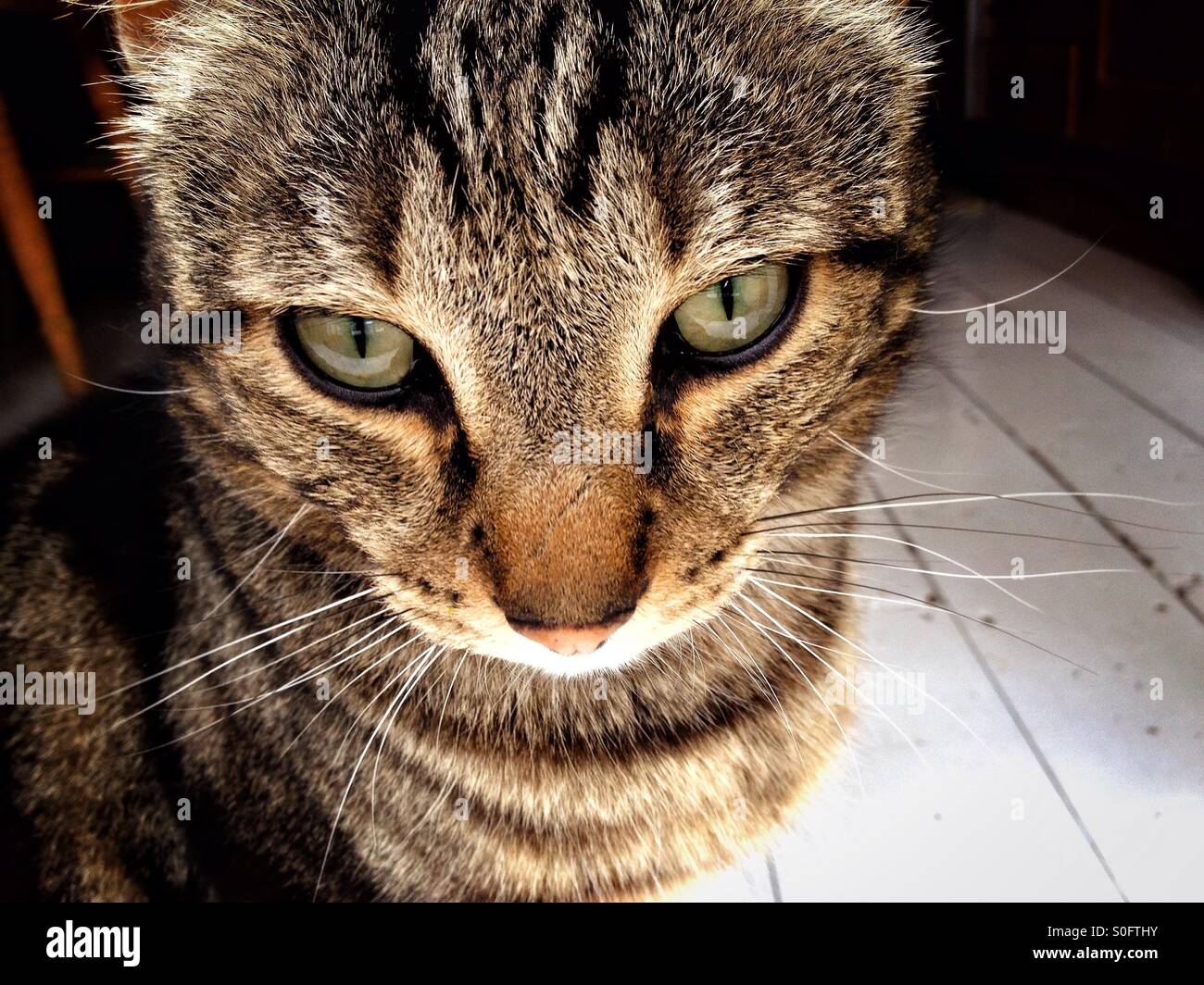 Tabby cat. - Smartphone Captured Stock Image