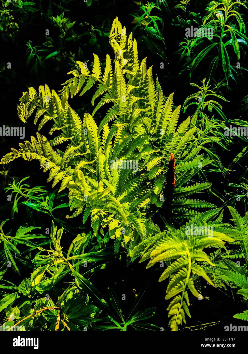 Fresh fern hi-res stock photography and images - Alamy