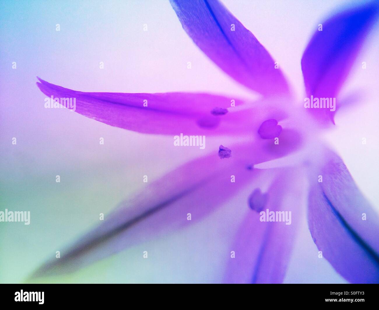 Individual chives flower - Smartphone Captured Stock Image