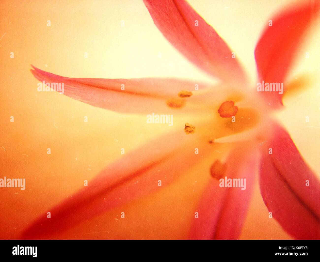 Individual chives flower - Smartphone Captured Stock Image