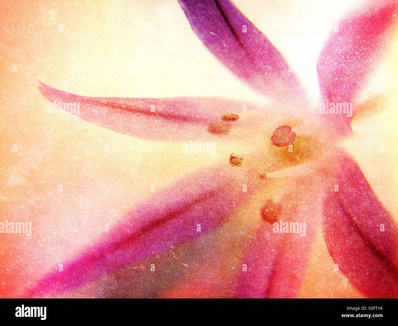 Individual chives flower - Smartphone Captured Stock Image