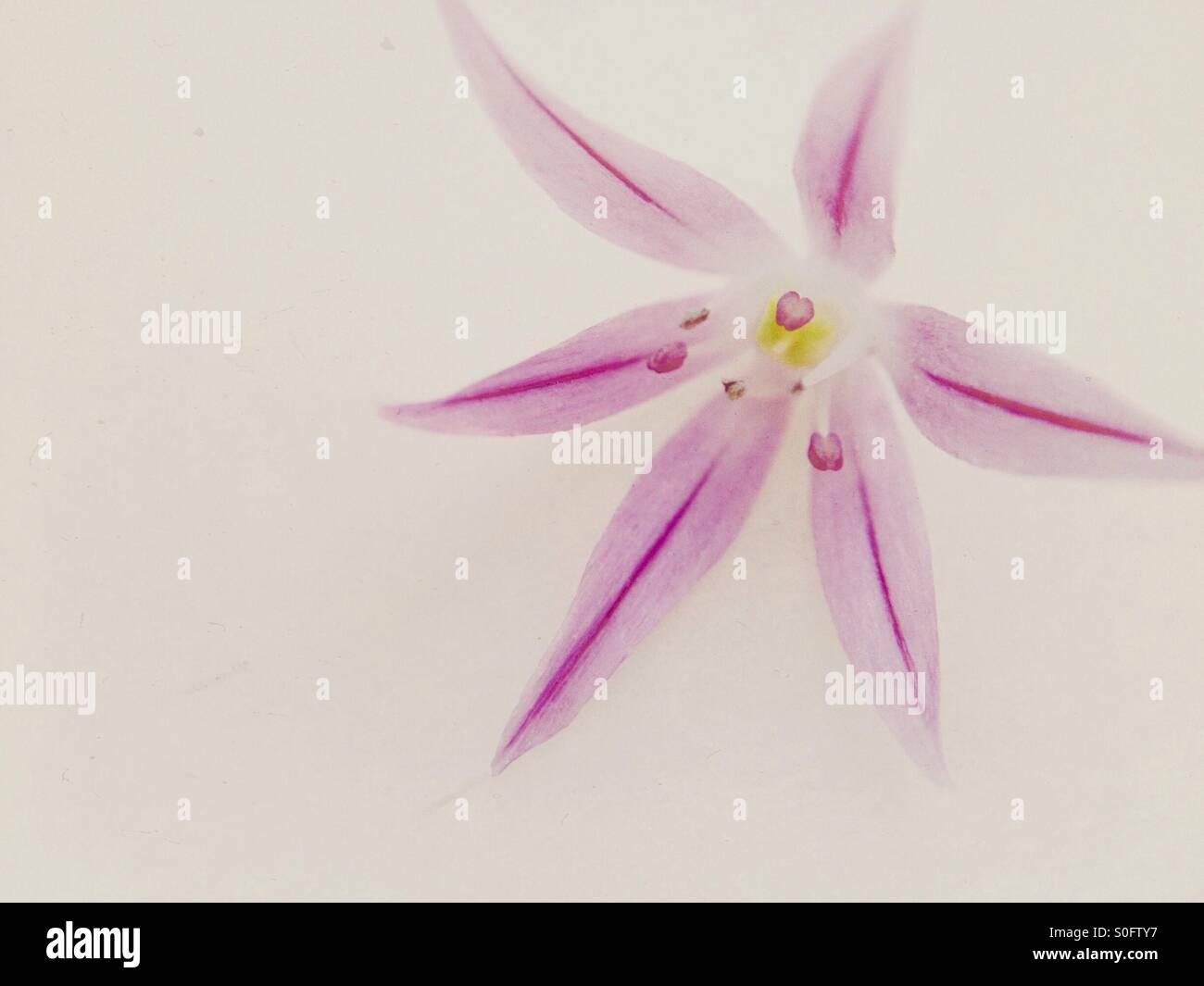 Individual chives flower - Smartphone Captured Stock Image