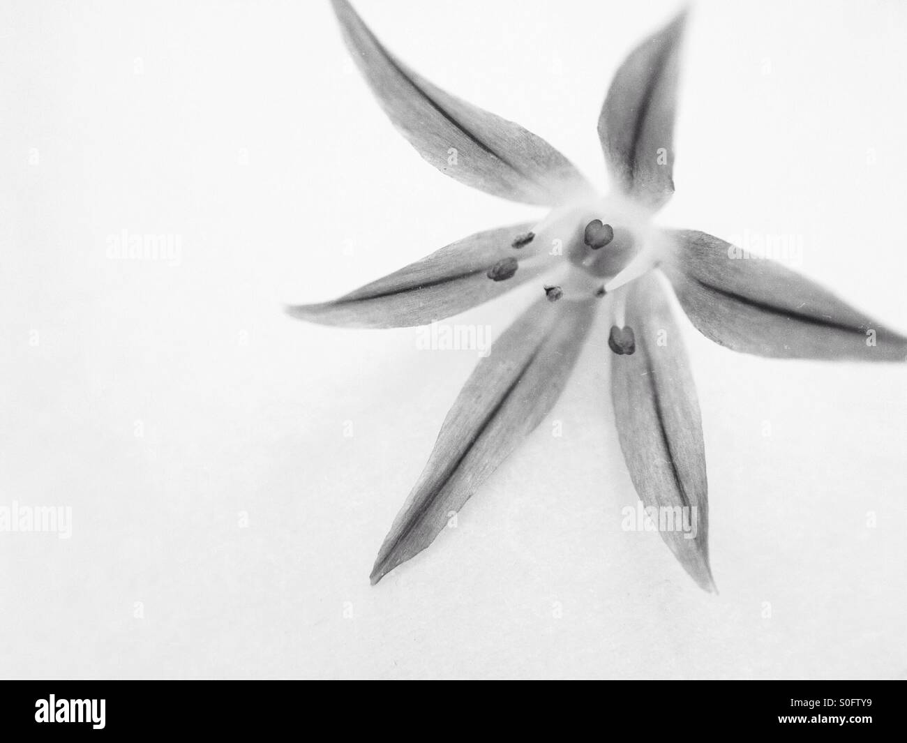 Individual chives flower - Smartphone Captured Stock Image