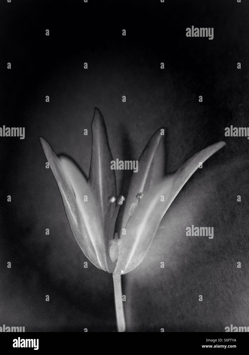 Individual chives flower - Smartphone Captured Stock Image