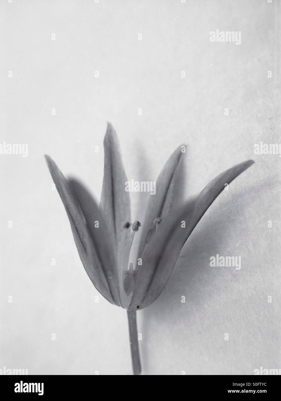 Individual chives flower - Smartphone Captured Stock Image