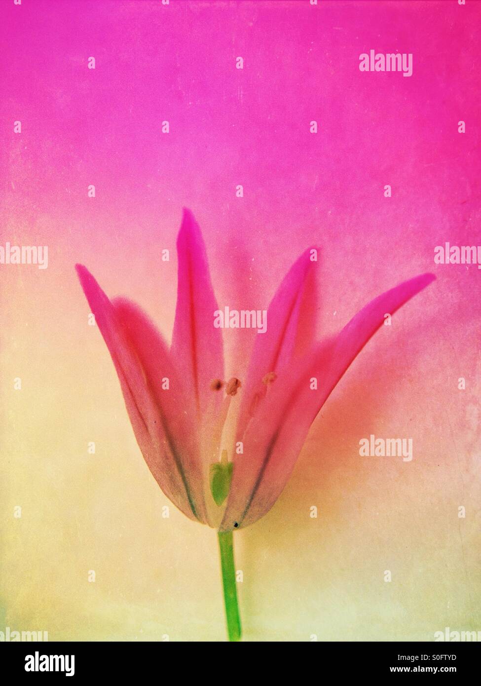 Individual chives flower - Smartphone Captured Stock Image