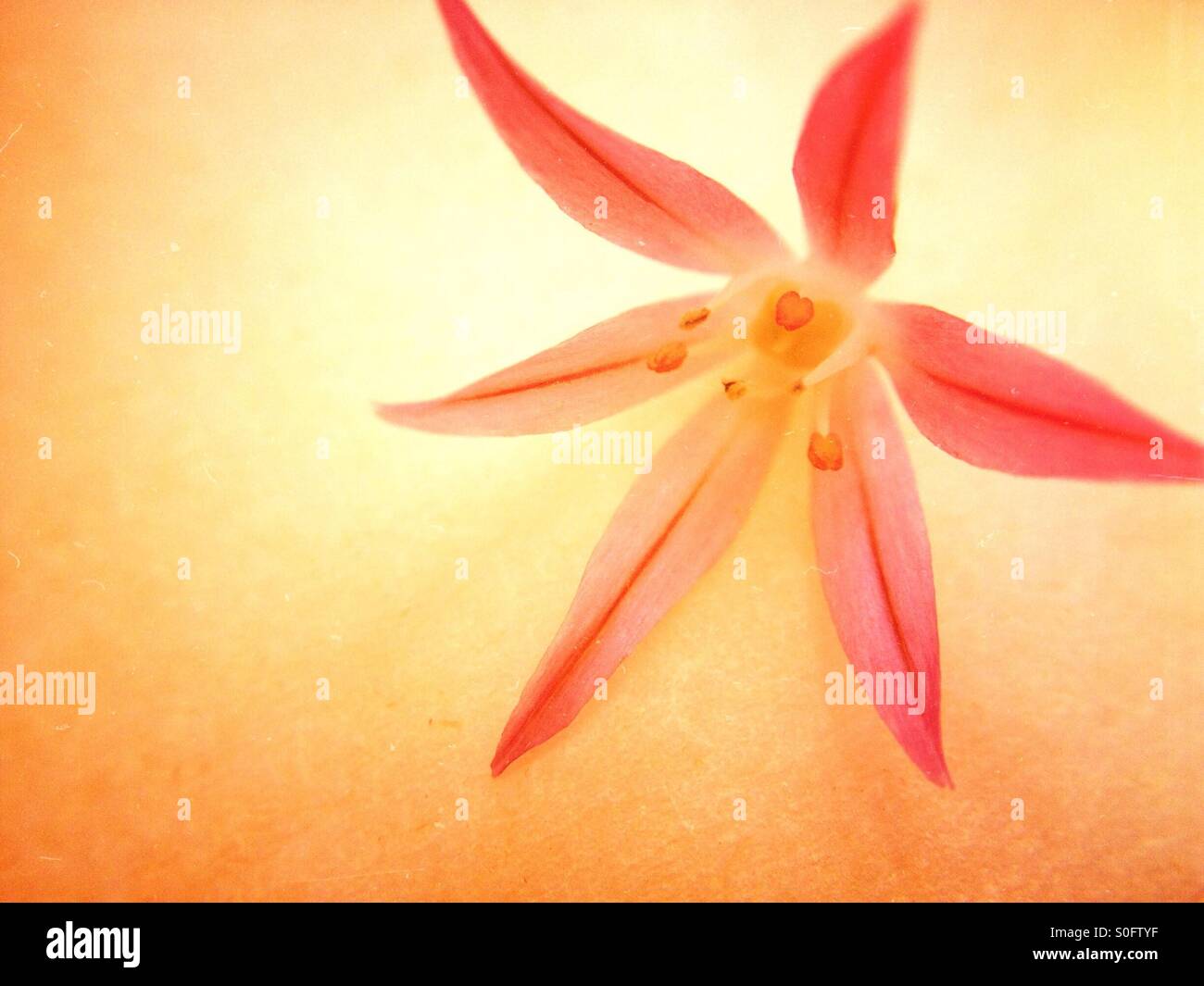 Individual chives flower - Smartphone Captured Stock Image