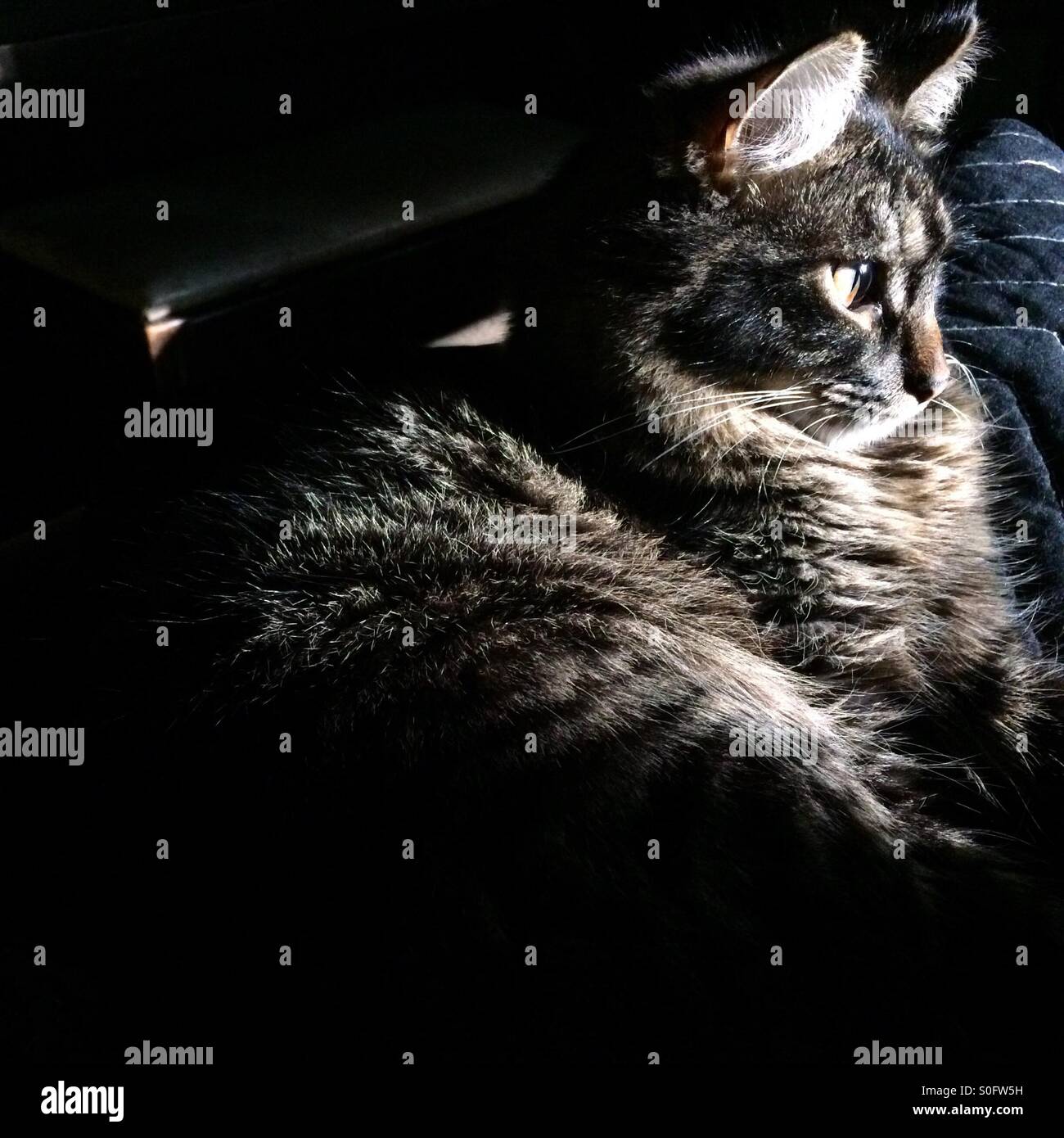 Precious cat hi res stock photography and images Alamy