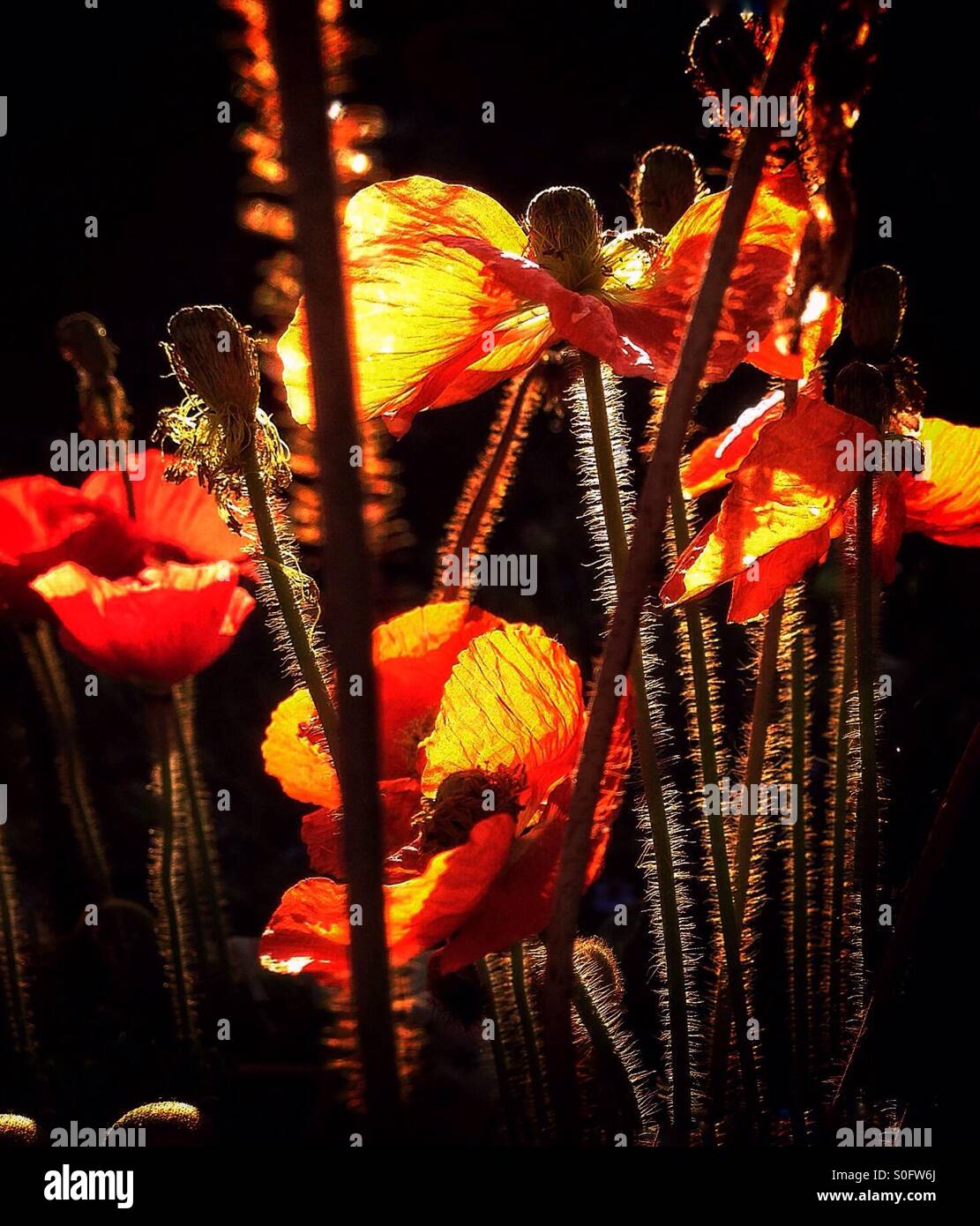 Evening sun through orange poppies - Smartphone Captured Stock Image