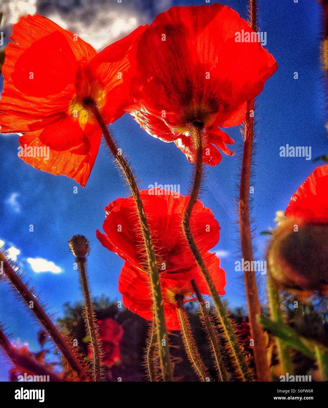 Red poppies against a blue sky - Smartphone Captured Stock Image