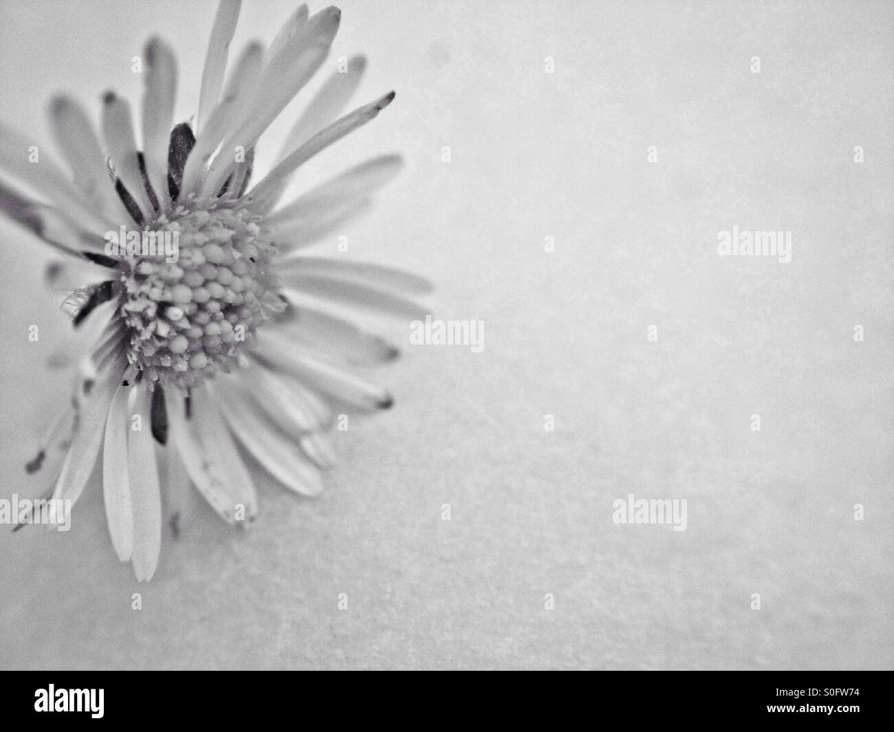 Daisy flower - Smartphone Captured Stock Image