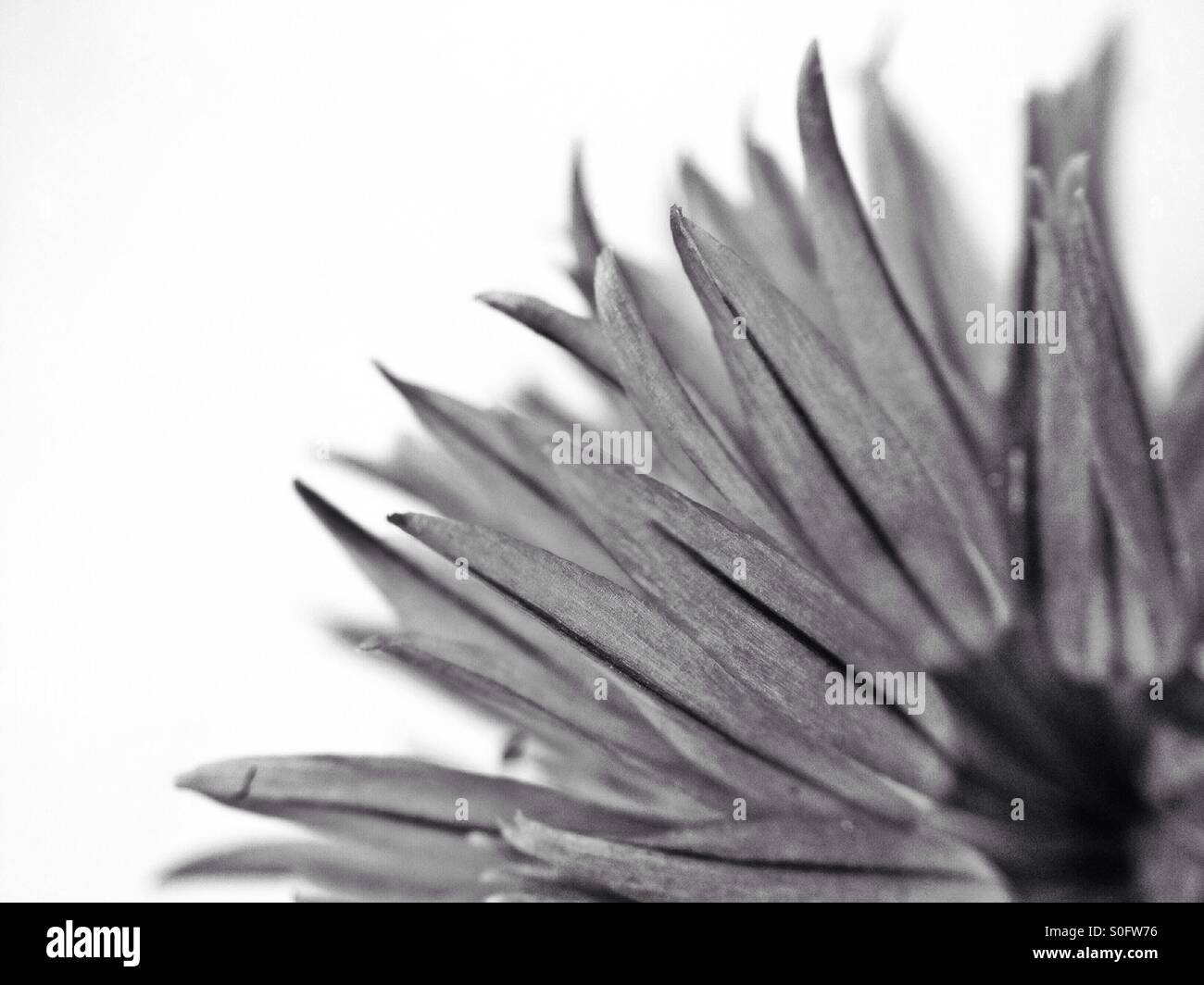 Chives flower head - Smartphone Captured Stock Image