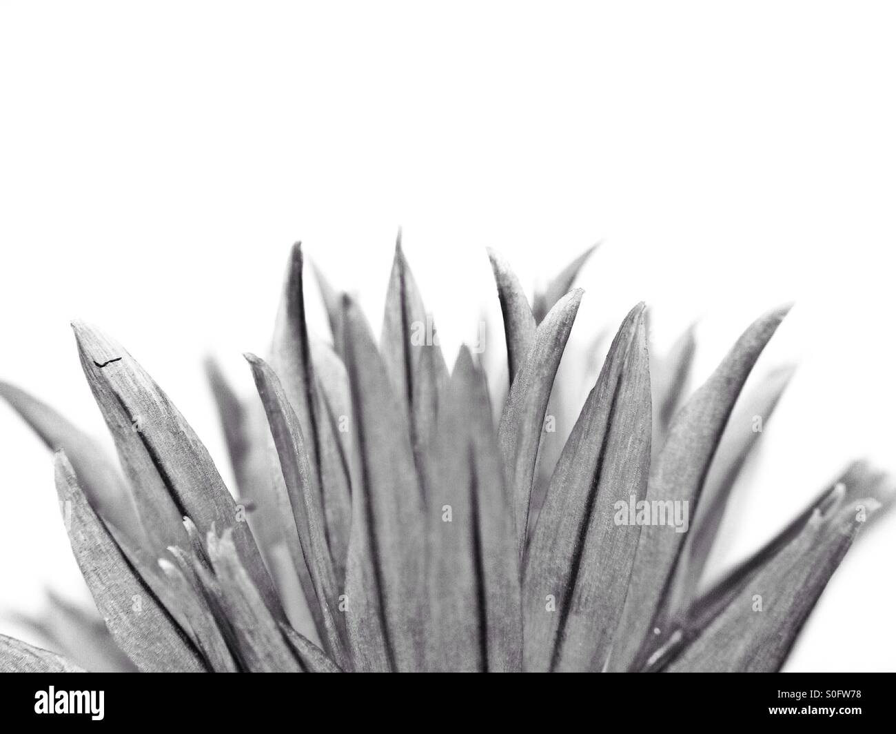 Chives flower head - Smartphone Captured Stock Image