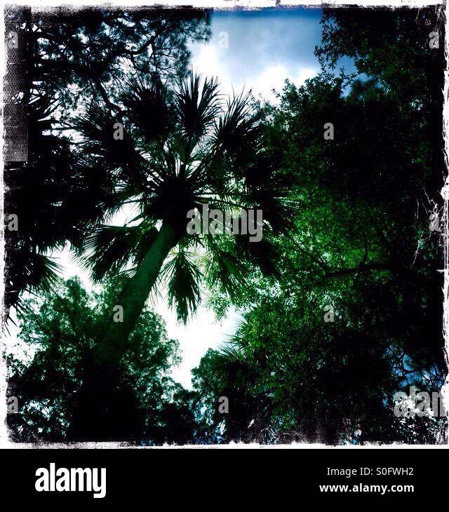 Florida Palm trees silhouette against a blue sky at Juniper Springs in