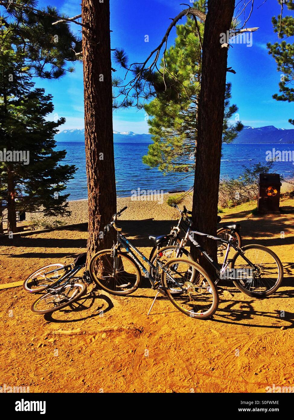 Bikes resting on trees next to Lake Tahoe Stock Photo Alamy