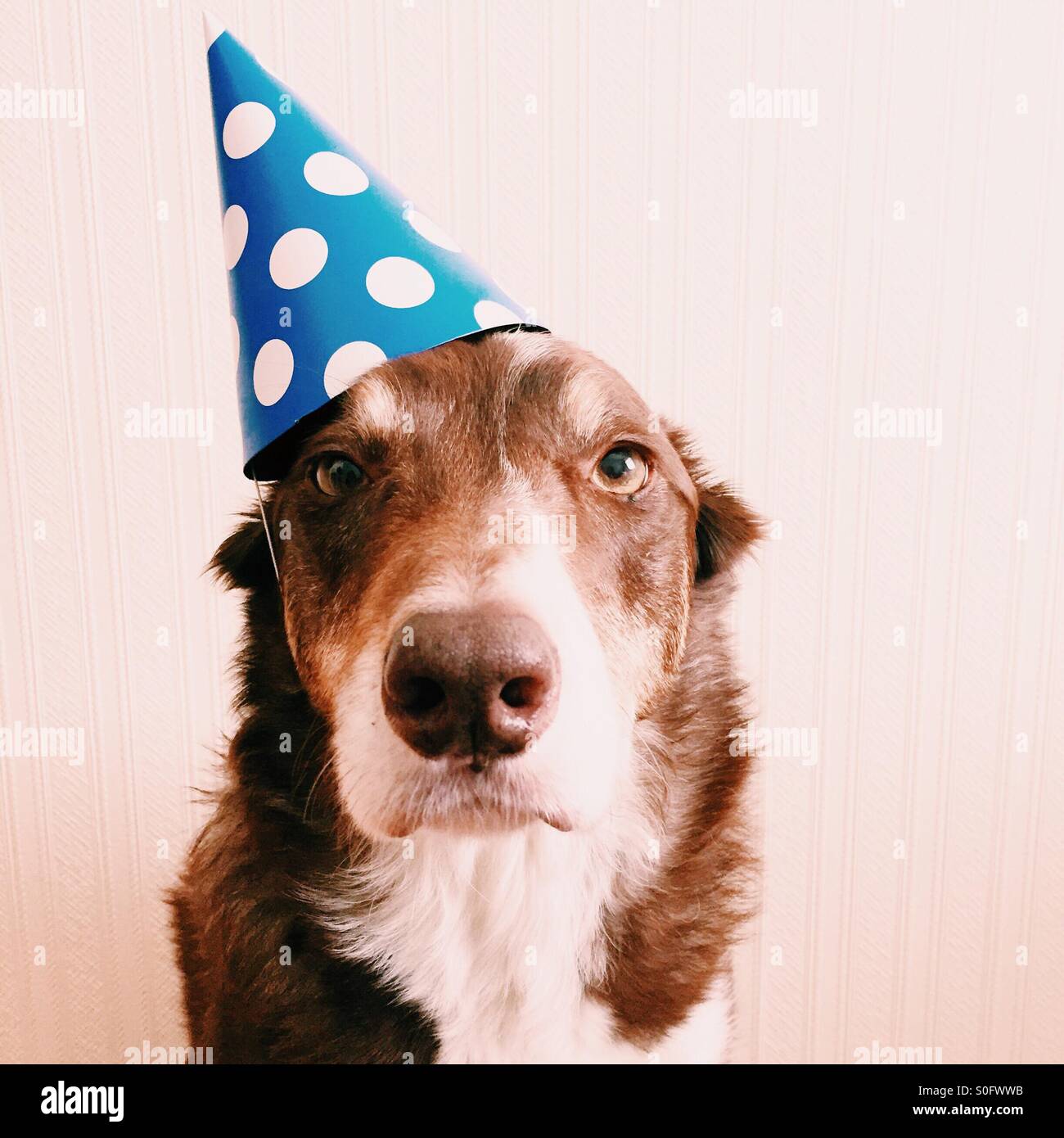 Happy birthday doggy Stock Photo - Alamy