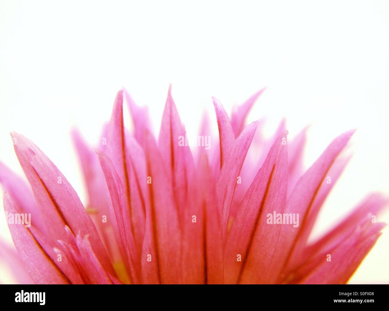 Chives flower - Smartphone Captured Stock Image