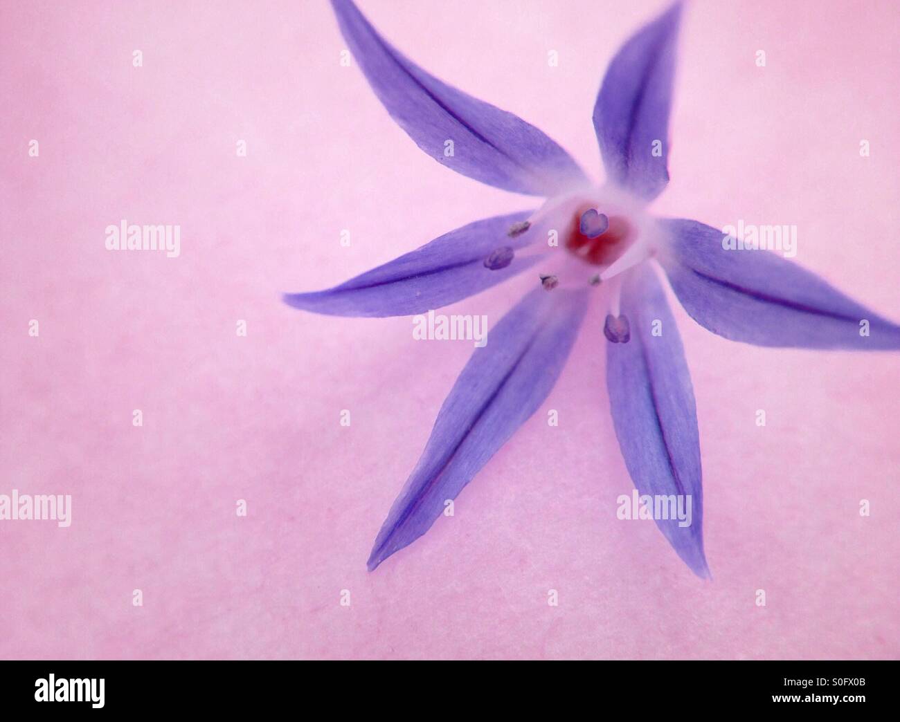 Chives flower - Smartphone Captured Stock Image