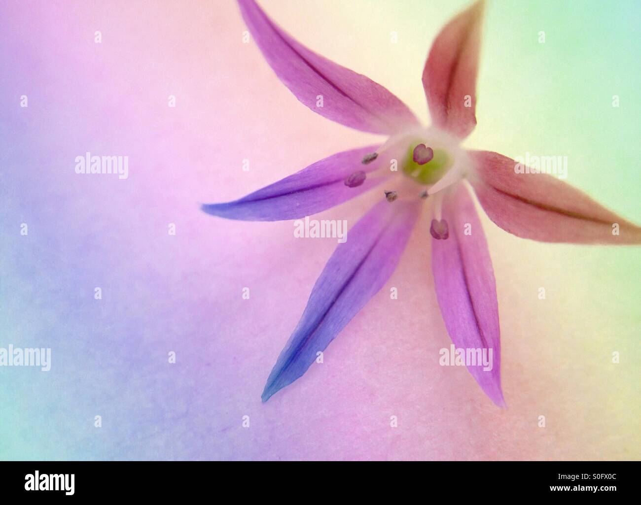 Chives flower - Smartphone Captured Stock Image