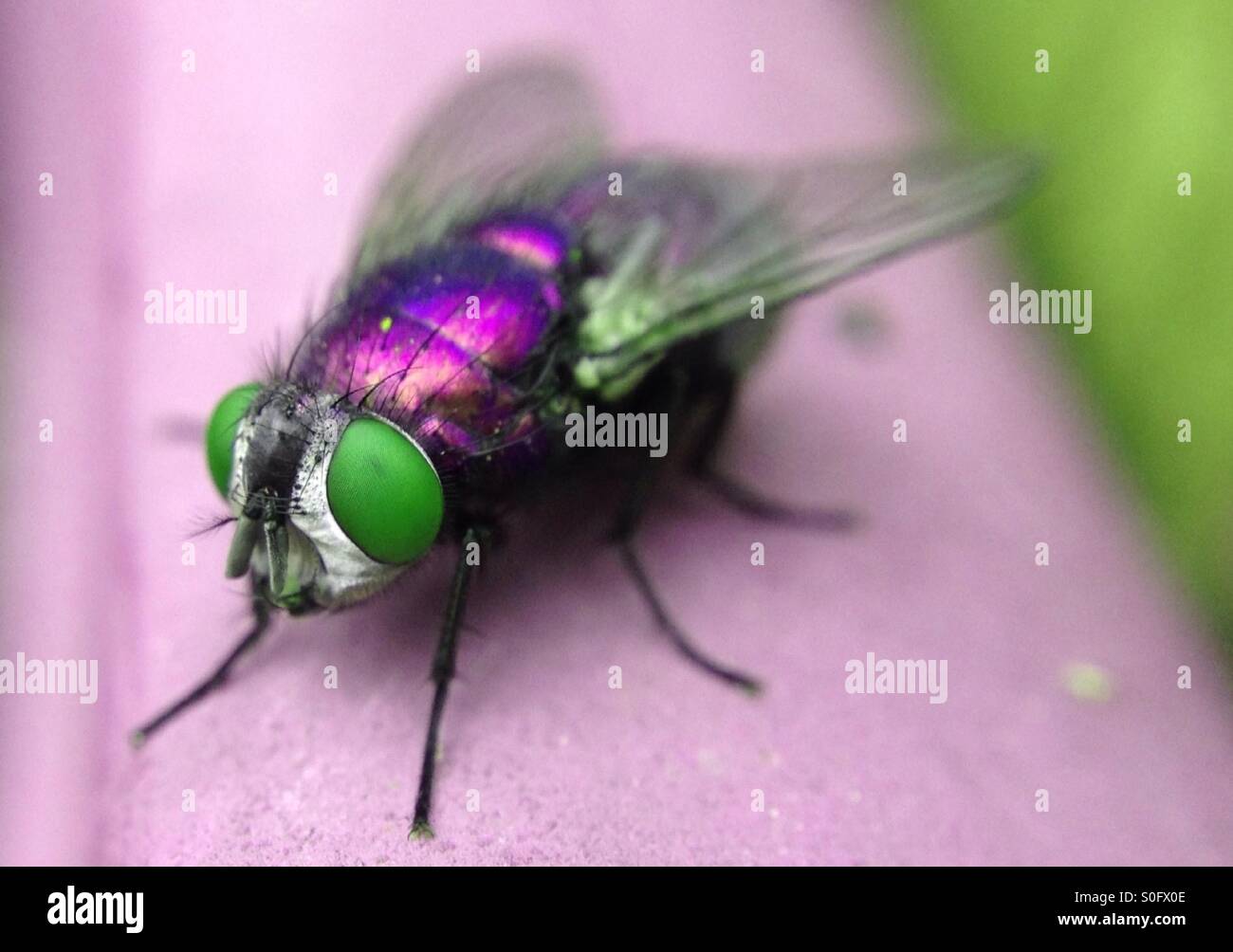 Colour change on a fly - Smartphone Captured Stock Image