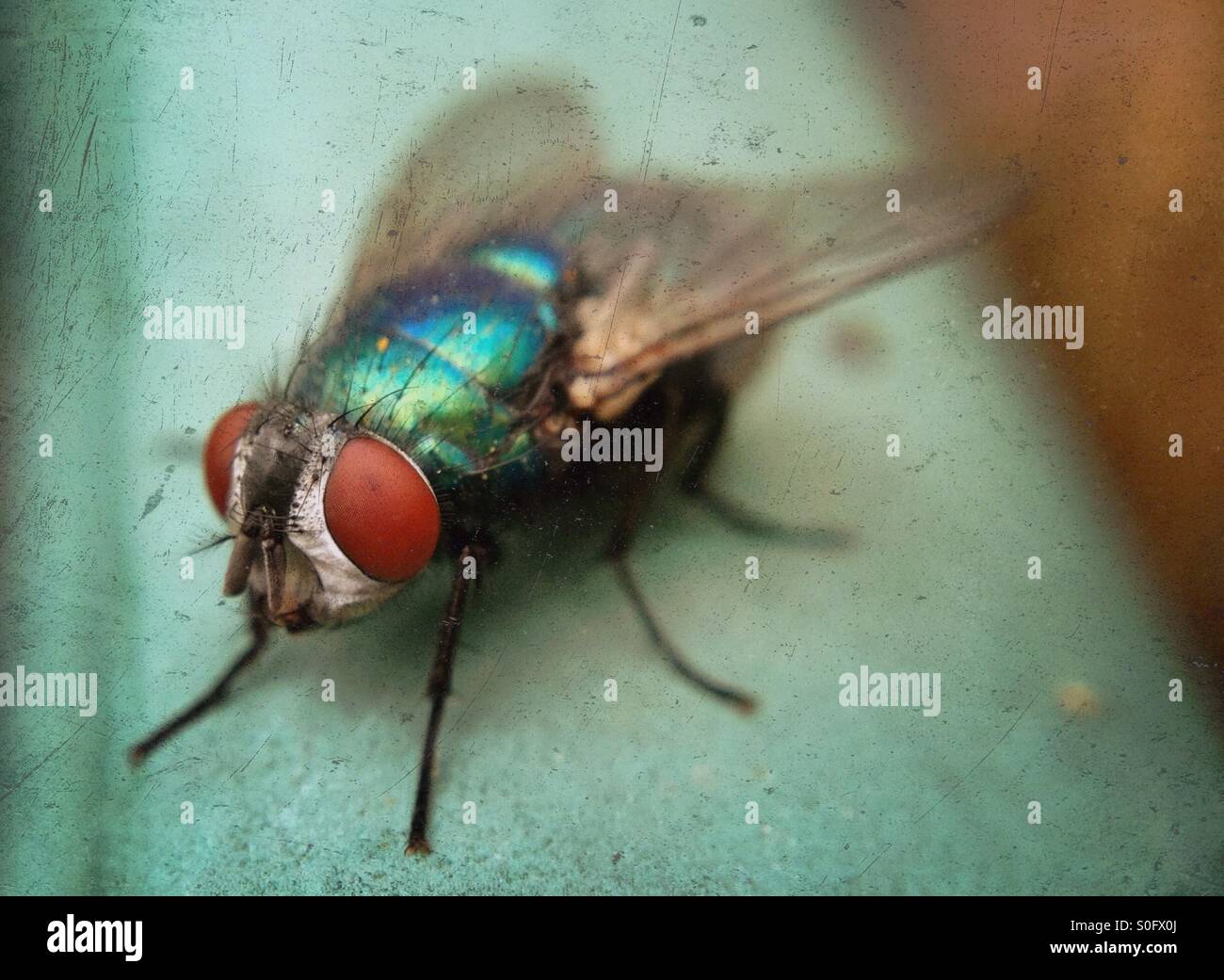 Close up of a fly - Smartphone Captured Stock Image