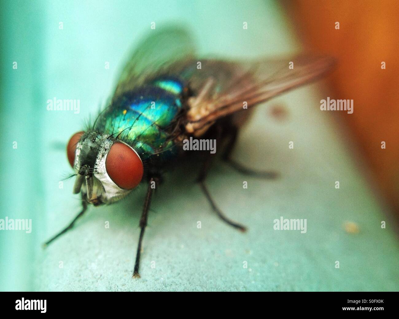 Close up of a fly - Smartphone Captured Stock Image