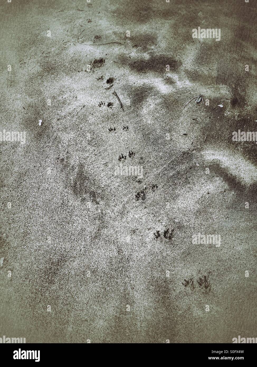 Dog tracks on the beach Stock Photo Alamy