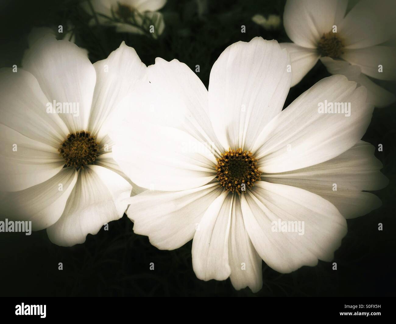 White Cosmos flowers in dramatic light Stock Photo