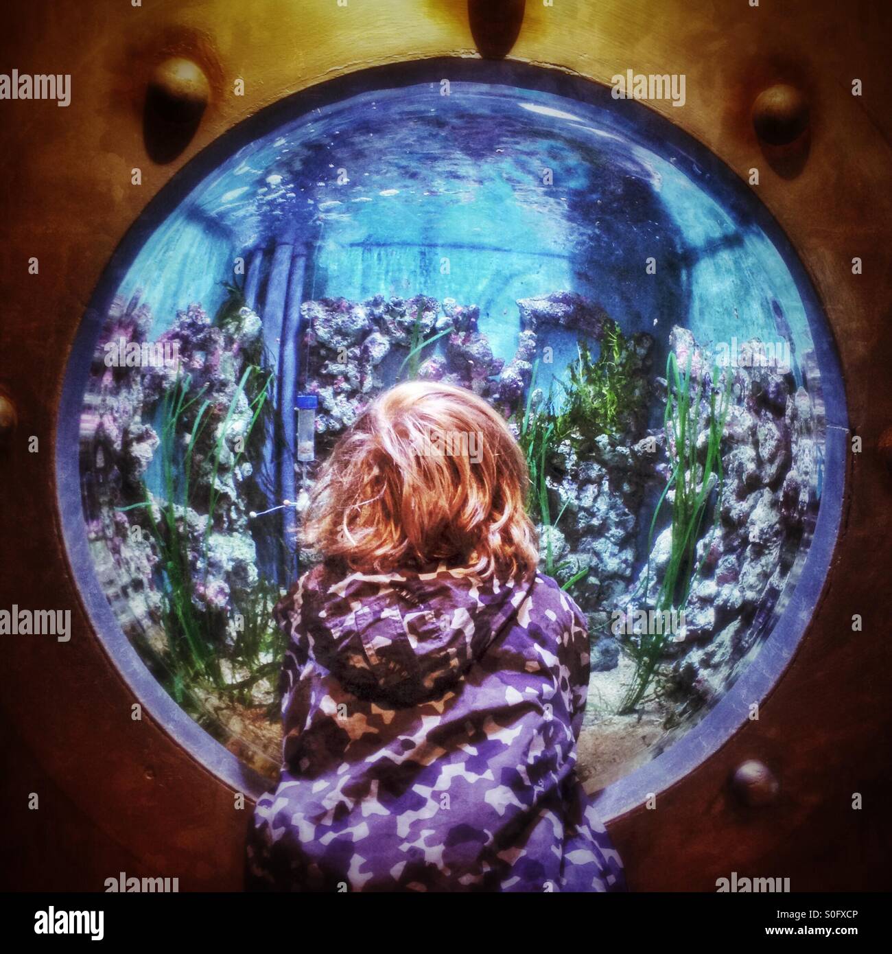 Child looking into aquarium Stock Photo Alamy