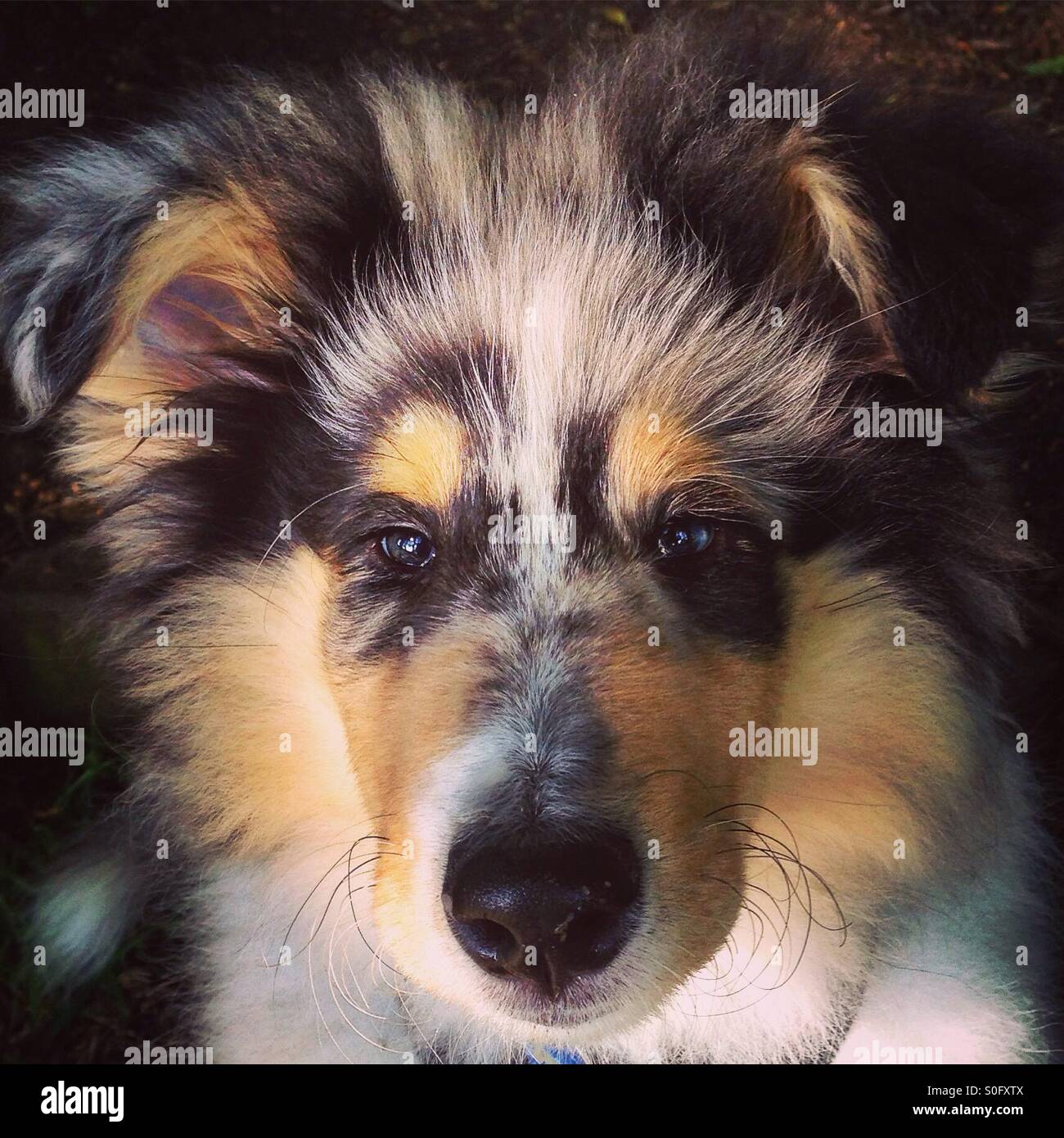 Rough Collie Blue Merle Puppy Stock Photo
