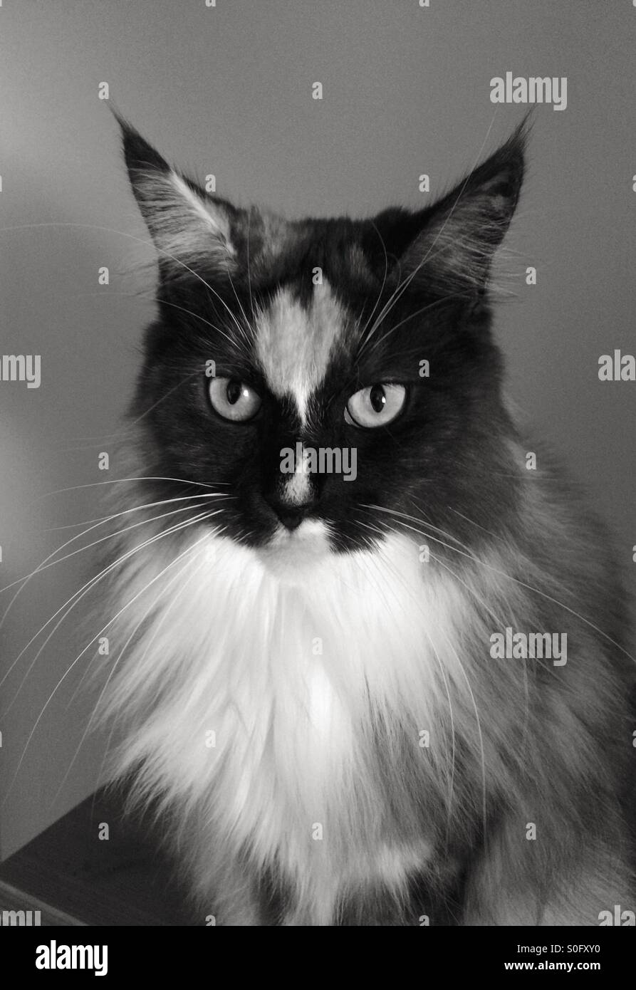 Maine Coon Cat In Black And White Stock Photo 310137044 Alamy