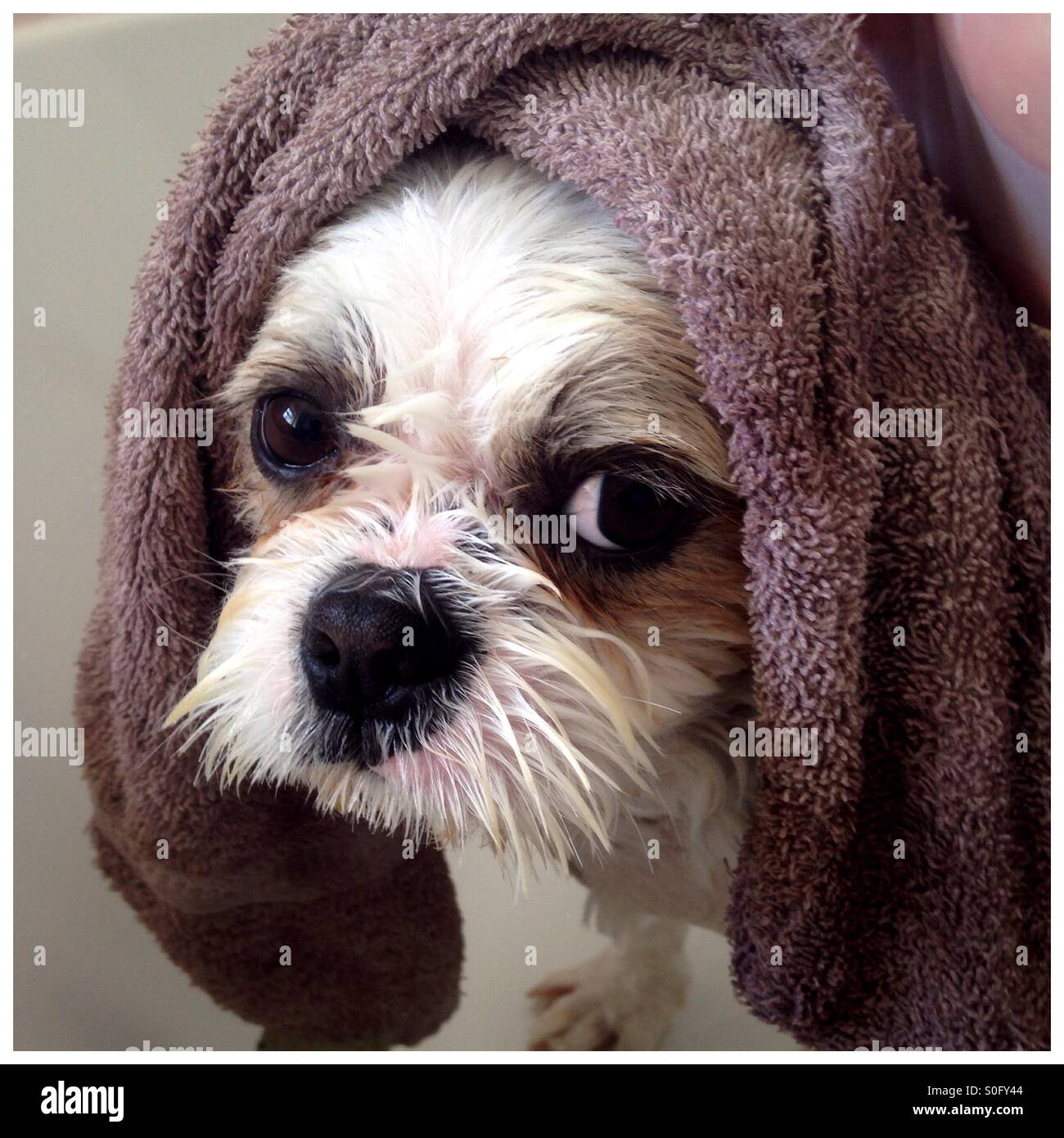 Dog with towel hi-res stock photography and images - Alamy